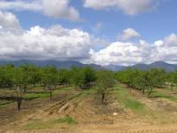 Location de particuliers � particuliers Les Palmiers Chambres d'hotes Haute Corse photo 8