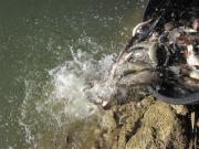 Location de particuliers � particuliers P�rigourdine avec �tang priv� pour la p�che G�te Dordogne photo 12