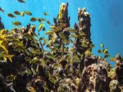 Location de particuliers � particuliers Gies du Bord de Mer Location saisonni�re Guadeloupe photo 14