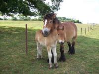 Location de particuliers � particuliers Gite du lion d'or, les cr�tes Pr�ardennaises entre Rethel et Charleville-M�zi�res G�te Ardennes photo 8