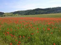 Location de particuliers � particuliers Les volets rouges-G�te en Haute Loire Location saisonni�re Haute loire photo 9