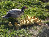 Location de particuliers � particuliers Roulotte Carcassonne Saissac spa nature et d�couvertes  G�te Aude photo 11