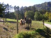 Location de particuliers � particuliers Ermitage Saint roch dans le Jura Location saisonni�re Jura photo 8