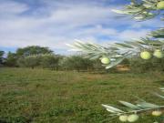Location de particuliers � particuliers AIX EN provence Sud : Vraie maison proven�ale Location saisonni�re Bouches du rh�ne photo 9