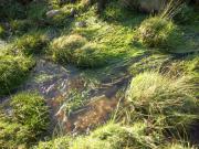 Location de particuliers � particuliers Les Cr�mades � proximit� du Lac de Naussac, sur le chemin de Stevenson Chambres d'hotes Loz�re photo 5
