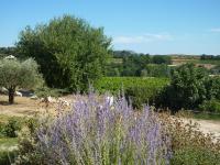 Location de particuliers � particuliers Location Provence � l'ombre des oliviers avec piscine Chambres d'hotes Vaucluse photo 6