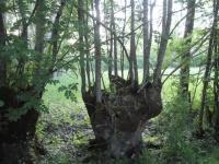 Location de particuliers � particuliers Gite Marais Poitevin au calme, pleine nature G�te Deux S�vres photo 9