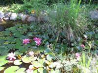 Location de particuliers � particuliers G�te 2 pers piscine calme pr�s de Sommi�res G�te H�rault photo 7