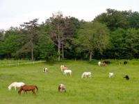 Location de particuliers � particuliers Gite centre �questre Ranch du Bel Air A la crois�e du P�rigord et de l�oc�an G�te d'�tape Lot et Garonne photo 8