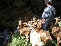 Location de particuliers � particuliers G�te de La Combe d'Or g�te � la Ferme G�te Ard�che photo 9
