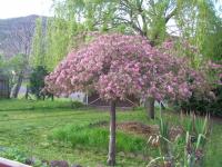 Location de particuliers � particuliers -2 chambres villa tout confort avec piscine enfants Location saisonni�re Puy de D�me photo 8