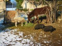 Location de particuliers � particuliers Le Mas du Gentilhomme: G�te Romarin avec vue sur piscine et garrigue   G�te Gard photo 10