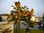 Location de particuliers � particuliers LE GRES D'ECHENILLY Chambres d'hotes Aube photo 9