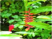 Location de particuliers � particuliers Les Colibris de Balata Location saisonni�re Martinique photo 7