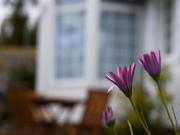 Location de particuliers � particuliers Villa Volcan, meubl� de charme � proximit� du volcan de La R�union Location saisonni�re R�union photo 9