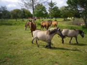 Location de particuliers � particuliers Sur La Route Du Der � 10min du lac du der Camping / Mobile-home Marne photo 3