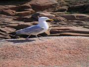 Location de particuliers � particuliers Gites de vacances en pierres G�te C�tes d'Armor photo 10