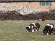 Location de particuliers � particuliers Le g�te du petit cheval nich� au sein d'un �levage de chevaux  G�te Seine Maritime photo 8