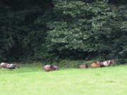 Location de particuliers � particuliers Le g�te du petit cheval nich� au sein d'un �levage de chevaux  G�te Seine Maritime photo 9