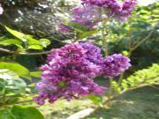 Location de particuliers � particuliers ETAPE ZEN, Village de Marcel Proust Chambres d'hotes Eure et Loir photo 14