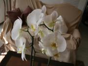 Location de particuliers � particuliers ETAPE ZEN, Village de Marcel Proust Chambres d'hotes Eure et Loir photo 8