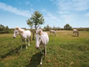 Location de particuliers � particuliers S�jour au Mas de Calabrun****, avec pour voisins les flamants roses, taureaux et chevaux H�tel Bouches du rh�ne photo 4