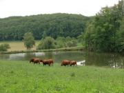 Location de particuliers � particuliers Maison r�nov�e avec �tang de PECHE Priv�e - ferme - WIFI offert Location saisonni�re Cantal photo 8
