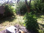 Location de particuliers � particuliers Loue maison 60M� meubl�e bord de plage au marines de venzolasca en haute-corse Location saisonni�re Haute Corse photo 9