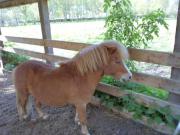 Location de particuliers � particuliers Les chambres d'hotes de l'olivet,au coeur des chateaux de la loire,proche zoo de beauval Chambres d'hotes Loir et Cher photo 4
