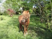 Location de particuliers � particuliers Les chambres d'hotes de l'olivet,au coeur des chateaux de la loire,proche zoo de beauval Chambres d'hotes Loir et Cher photo 5