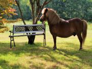 Location de particuliers � particuliers Les chambres d'hotes de l'olivet,au coeur des chateaux de la loire,proche zoo de beauval Chambres d'hotes Loir et Cher photo 9