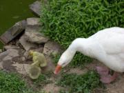 Location de particuliers � particuliers Chambres d'h�tes du domaine du PETIT LAGE Chambres d'hotes Allier photo 10