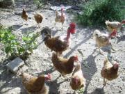 Location de particuliers � particuliers Location vacance chalet caravane proche Auvillar Chalet Tarn et Garonne photo 10