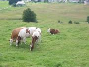 Location de particuliers � particuliers Gite Bois d'Amont (Les Rousses) JURA G�te Jura photo 5