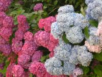 Location de particuliers � particuliers Chambres d'h�tes Ferme de Lintever au coeur de la Bretagne Chambres d'hotes Morbihan photo 2