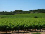 Location de particuliers � particuliers Jardin d'antan avec vue panoramique sur les vignes et montagne Chambres d'hotes Vaucluse photo 10