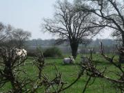 Location de particuliers � particuliers Vacances � la ferme biologique Entre vignes et moulins Chambres d'hotes Maine et Loire photo 4