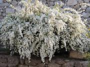 Location de particuliers � particuliers Ma petite Olivede  Chambres d'hotes Gard photo 11