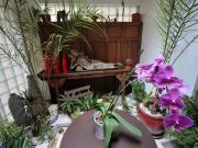 Location de particuliers � particuliers LE PETIT SIAM:Chambres d'h�tes de charme en plein centre ville Chambres d'hotes Puy de D�me photo 7