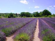 Location de particuliers � particuliers Mobilhome climatis� proche sud Ard�che Camping / Mobile-home Gard photo 9