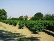 Location de particuliers � particuliers Gite de charme domaine viticole proche Mer Aux portes de NARBONNE, canal du Midi G�te Aude photo 6