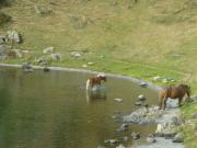 Location de particuliers � particuliers Pyr�n�es:Chalet 12-14 places,pied pistes.Le Mourtis;�t�/hiver; Chalet Haute garonne photo 9