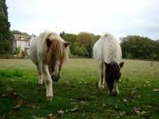 Location de particuliers � particuliers G�te la Maison du Gardien � Buxieres /s Montaigut G�te Puy de D�me photo 5