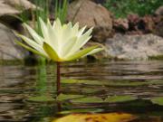 Location de particuliers � particuliers Le Hameau de Cintenat, vall�e de l'Eyrieux et parc naturel des Monts d'Ard�che Chambres d'hotes Ard�che photo 7