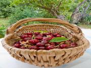 Location de particuliers � particuliers Maison de Vacances Labellis�e-Le Barroux-Ventoux G�te Vaucluse photo 6