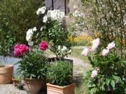 Location de particuliers � particuliers Sainte Marie des Ollieux Au coeur du vignoble Chambres d'hotes Aude photo 11