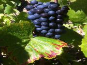 Location de particuliers � particuliers Une belle halte en plein coeur des vignes du beaujolais Chambres d'hotes Rh�ne photo 12