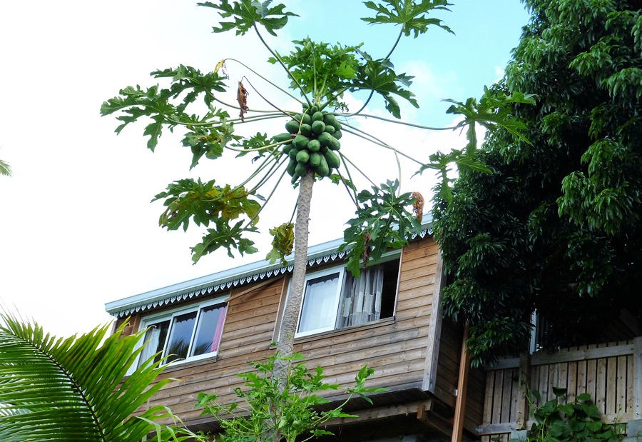 Location de particuliers � particuliers Bungalow T2 piscine et vue sur oc�an indien Location saisonni�re R�union
