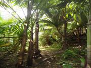 Location de particuliers � particuliers Bungalow T2 piscine et vue sur oc�an indien Location saisonni�re R�union photo 8
