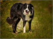 Location de particuliers � particuliers Bretagne,grande maison avec chemin�e. G�te Finist�re photo 2